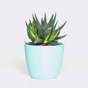 plant6 free img plant6 free img